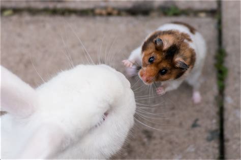 Hamster Vs Rabbit Michael Flickr