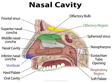 Anatomy Of The Nasal Cavity