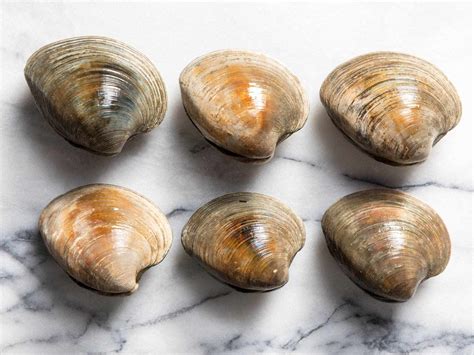 A Guide To Clam Types And What To Do With Them