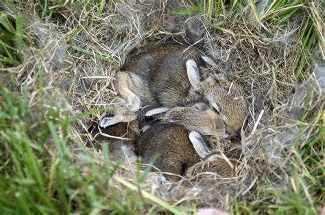 Wild Baby Bunnies In A Nest Stock Photo Image Of Hollow Home 60999832