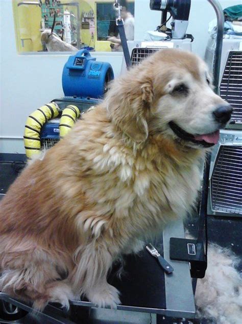 4 questions about working at puppy love pet grooming. Pet Grooming by Audrey LLC. Photo Gallery | Omaha, NE