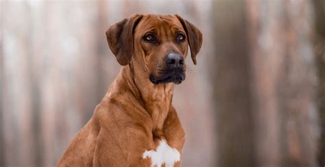 Rhodesian Ridgeback Dog Breed Information | Breed Advisor