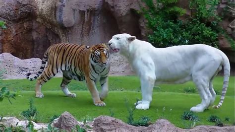 Tiger Attack Tiger Animal Fights Rare White Tiger Vs Tiger Easy Fight