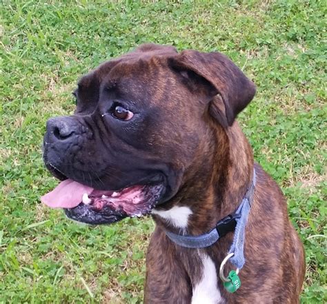 Hurley Large Male Boxer Dog In Vic Petrescue