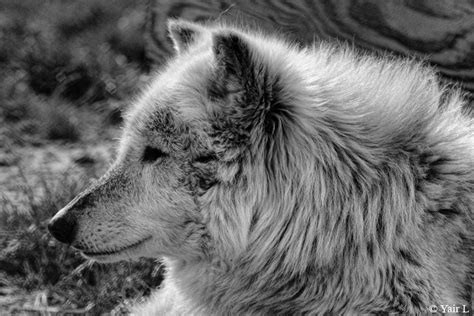 Fluffy Wolf By Yair Leibovich On Deviantart