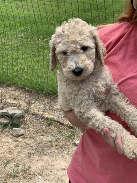 We offer full akc standard poodle puppies. Standard Poodle Puppies For Sale | Sulphur, LA #330788