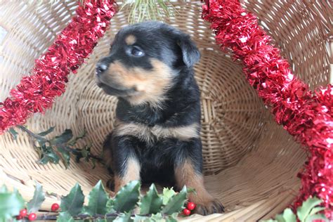 What makes the best food for rottweiler puppy? Female Rottweiler Puppy For Sale - Animal Friends