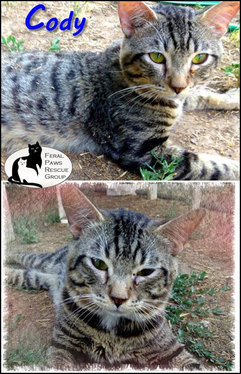 Our mother was feral, our dad was your cat. Feral Paws Rescue Group: July Cat of the Month: Cody