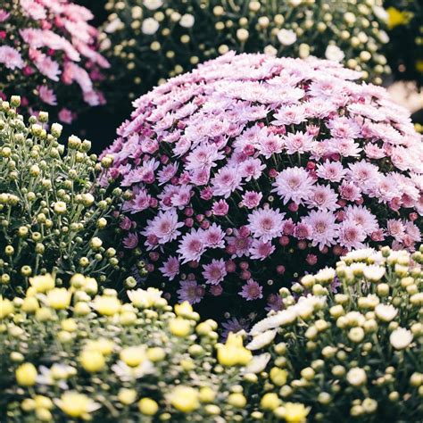 Evergreen Flowering Shrubs For Full Sun Uk Okejely Garden Plant
