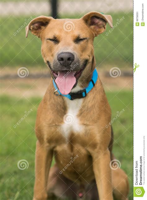 black mouth cur mix stock image image  adorable cute
