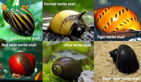 Nerite Snails Guide Favorite Nano Algae Eater Hygger