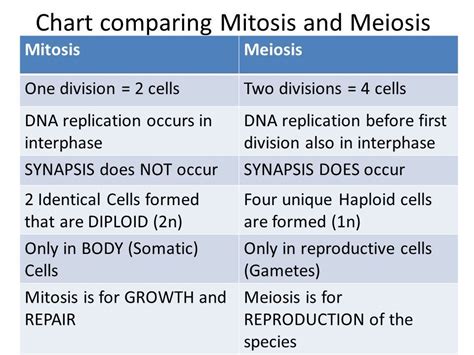 Differences Between Mitosis And Meiosis Vrogue Co