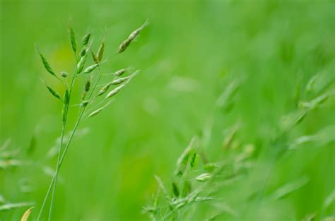 Green Plant Free Stock Photo - Public Domain Pictures
