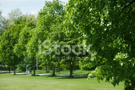 Summer Greenery In The Park Background Stock Photo Royalty Free
