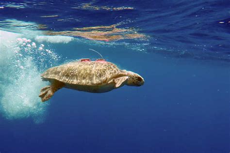 Three Reasons To Shellebrate Its World Sea Turtle Day On 16th June