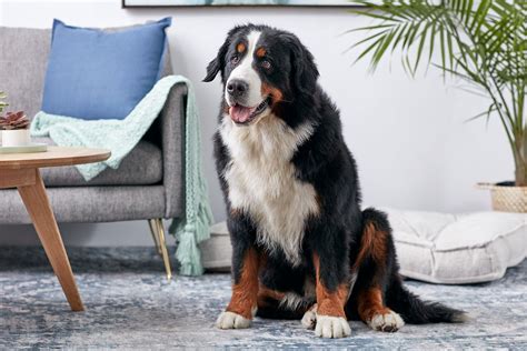 Bernese Mountain Dog Full Profile History And Care