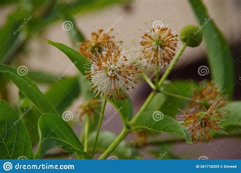 Button Bush Wildflower Cephalanthus Occidentalis Stock Photography