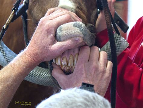 Equine Dentistry ⋆ The Whoa Podcast