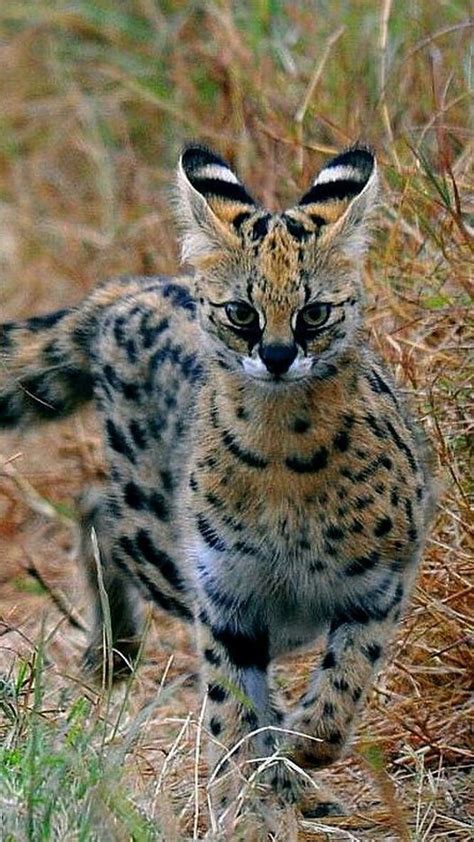 Most of the species diversity is found in southeast asia. Pin de María Cristina Amadori en Мир животных ( КОТЫ ...