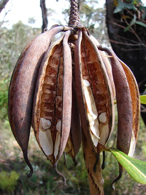 Waratah Seed Pods Seed Pods Seeds Pods