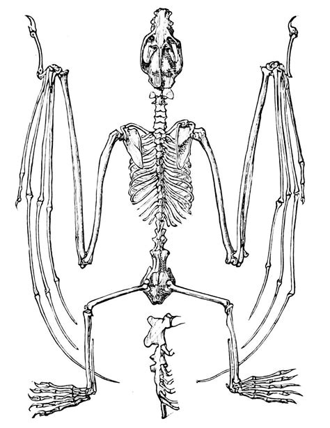 Bat Skeleton Drawing At Getdrawings Free Download