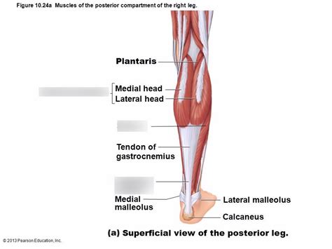 Diagram illustrating muscle groups on back of human legs rear view. Calf Anatomy - Anatomy Drawing Diagram