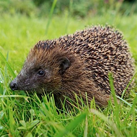 Our guide to some of the most endangered animal species in the uk that have suffered acute declines in recent years. 10 of the most endangered animal species in Britain - Countryfile.com