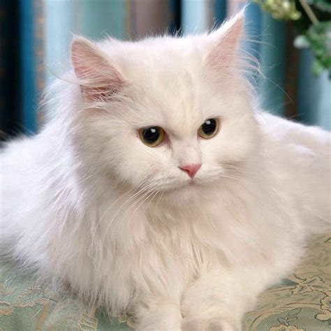 Funcatnames.com offers many arabic cat names to choose from when naming your own cat. Kitten Female Persian Cat Names - 81021+ Nama Untuk Kucing ...