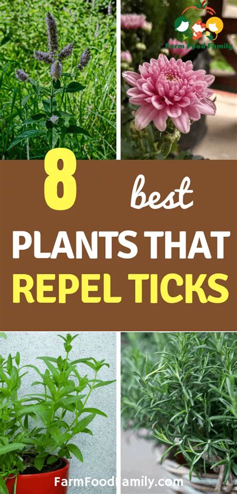☆15+ Vegetation That Repel Fleas And Ticks - Plant Images Download