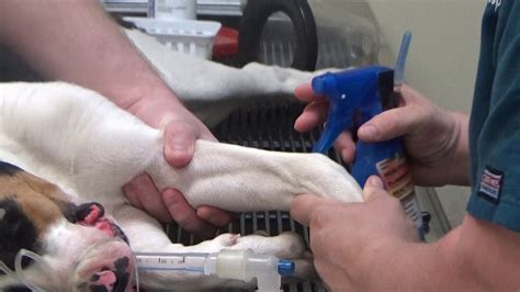 Perform Intravenous Injection On Canine Youtube