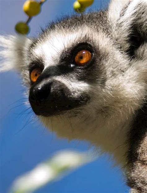 Guide To Wildlife Of Madagascar Audley Travel Uk