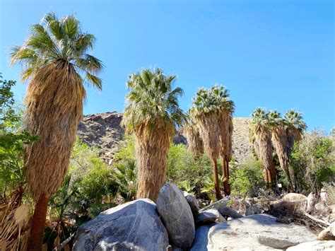 Hiking the Andreas Canyon Trail in Palm Springs [Complete Hiking Guide]