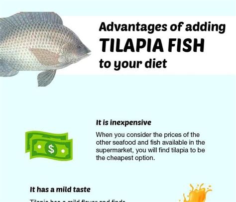 Tilapia Fish Calories Fish Info