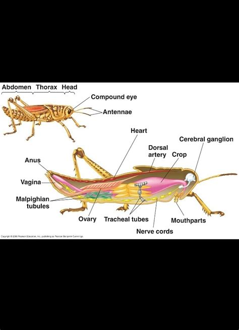 Draw The Well Labelled Diagram Of Alimentary Canal Of Grasshopper