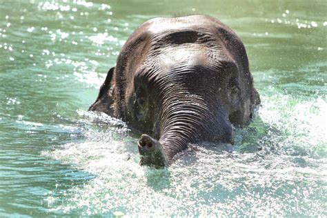 Houston Zoo Shows Off Elephants Habitat Expansion