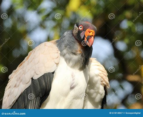 King Vulture Stock Image Image Of Colorful Animal Wildlife 61814847