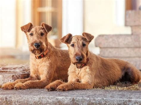 Irish Terriers Best Hypoallergenic Dogs Terrier Mix Dogs Irish Terrier