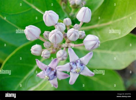 Blooming Crown Flower Giant Milkweed Calotropis Gigantea Giant