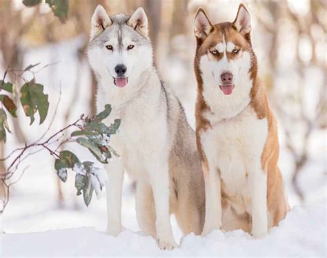 Snow Dog Retreats Dogslife Dog Breeds Magazine