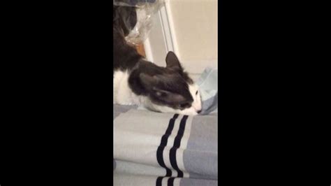 Cat Loves Armpit Smell Youtube