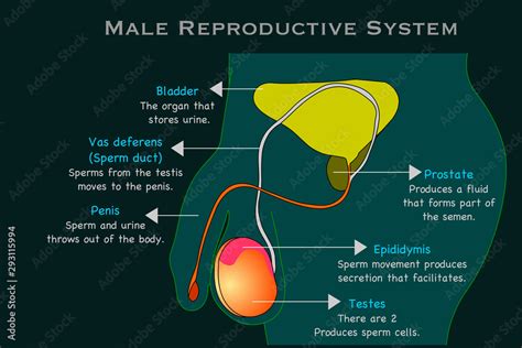 Vetor Do Stock Male Reproductive System Man Reproduction Organs Anatomy Annotated Cross