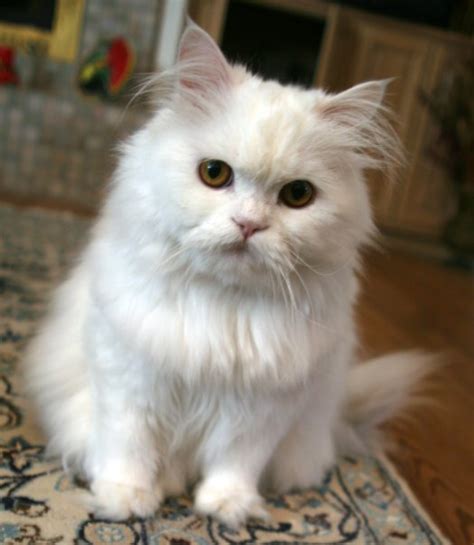 Persian Cat What You Need To Know