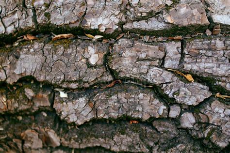 Texture Of Rough Tree Bark Close Up Horizontal Photo Stock Photo