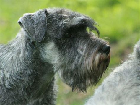 Chiots schnauzer nain poivre et sel 2019 nés le 27 mai