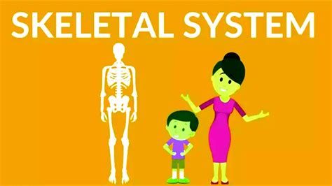 Human Skeletal System Name Of All Bones In Skeletal System Youtube