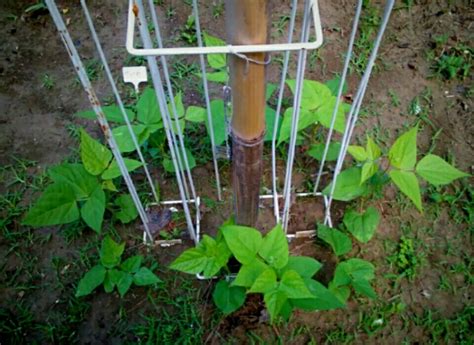 You will have plenty of beans if you grow this variety. Kentucky Wonder Pole Bean | Pole beans, My flower, Beans
