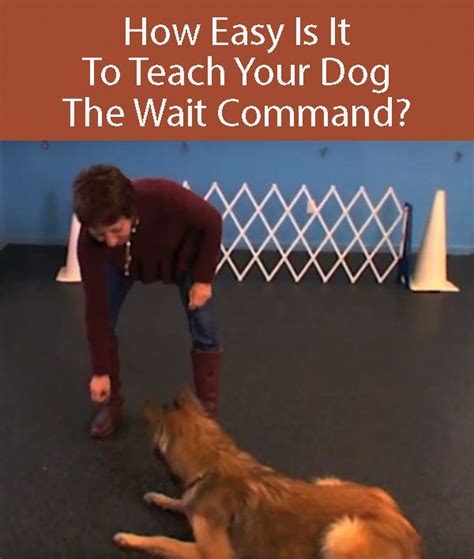 Teach Your Dog To Wait The Wait Command Just Means Your Dog Should