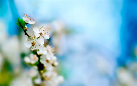 Spring White Apple Flowers Hd Wallpapers Epic Desktop Backgrounds