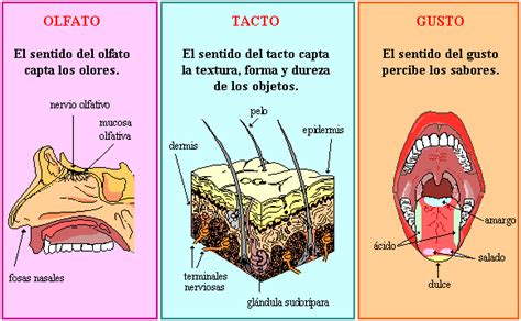 Olfato Gusto Y Tacto Sentido Del Tacto Sentido Del Gusto Olfato