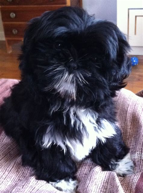 The shih tzu will be majorly white with just a bit of black. Shih Tzu Puppy | Nothing but Shih Tzu | Pinterest